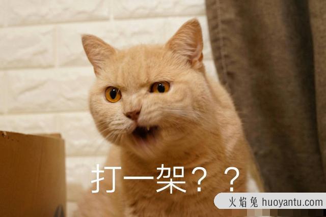 猫咪打架(猫咪打架怎么办)