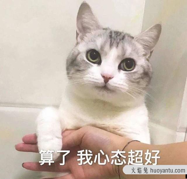 猫咪打架(猫咪打架怎么办)