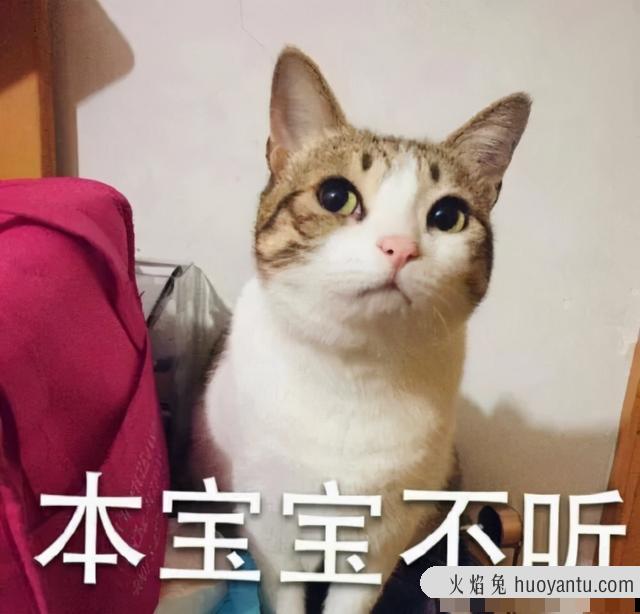 猫咪打架(猫咪打架怎么办)