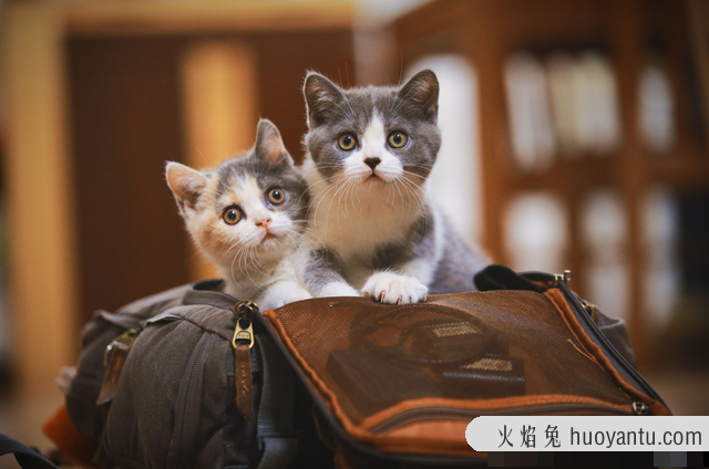 怀孕能养猫吗(刚刚怀孕能养猫吗)