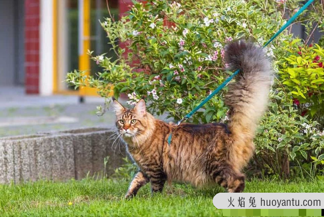 小猫的尾巴像什么(小猫的尾巴像什么有什么作用)