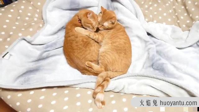 小猫的尾巴像什么(小猫的尾巴像什么有什么作用)