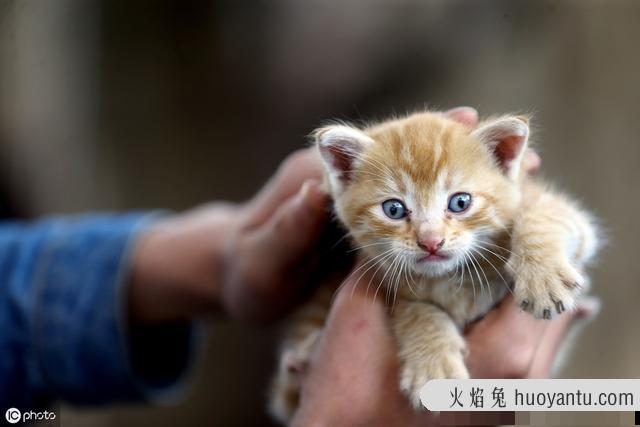 猫咪难产症状(猫咪难产症状怎么办)