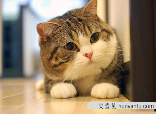 三花猫为什么招财(三花猫为什么是招财猫)