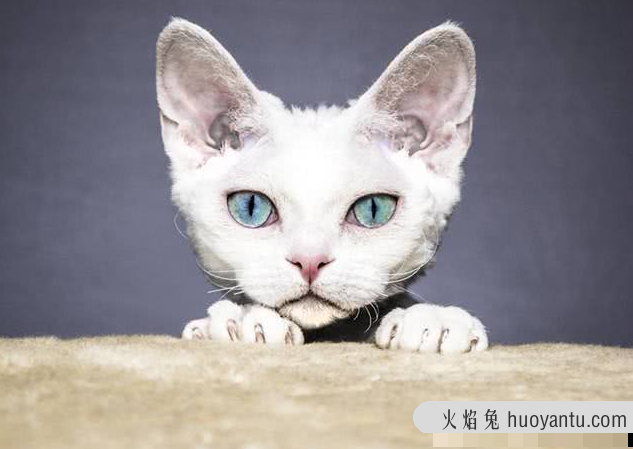 三花猫为什么招财(三花猫为什么是招财猫)