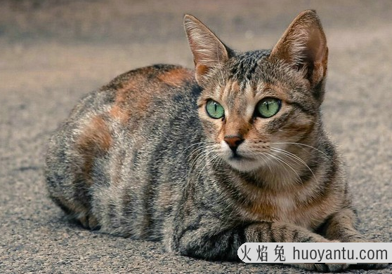 三花猫为什么招财(三花猫为什么是招财猫)