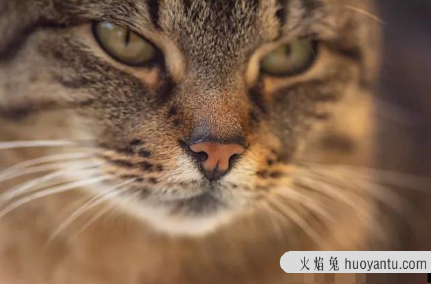 三花猫为什么招财(三花猫为什么是招财猫)