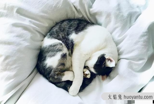 猫的睡姿看信任(猫信任你的睡姿)