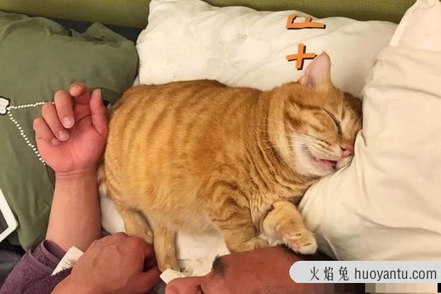 猫的睡姿看信任(猫信任你的睡姿)