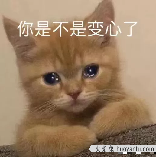 猫咪心情不好的表现(猫猫心情不好的原因)