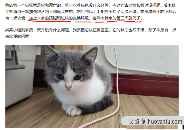 猫应激反应怎么处理(猫应激反应有哪些表现)