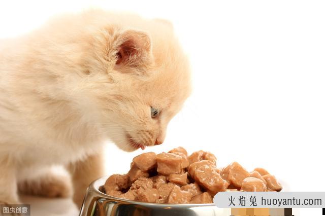 猫应激反应怎么处理(猫应激反应有哪些表现)