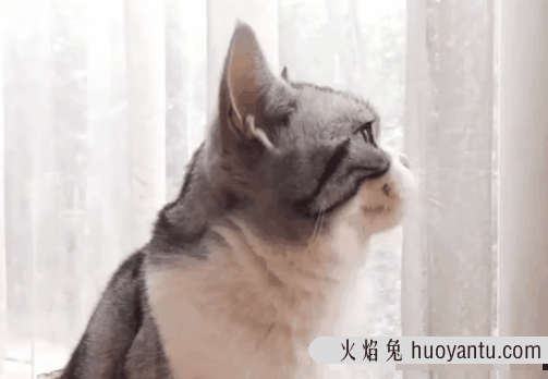 小猫咪叫声(小猫咪叫声沙哑而且很小)