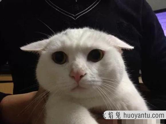 猫咪飞机耳(猫咪飞机耳是什么意思)