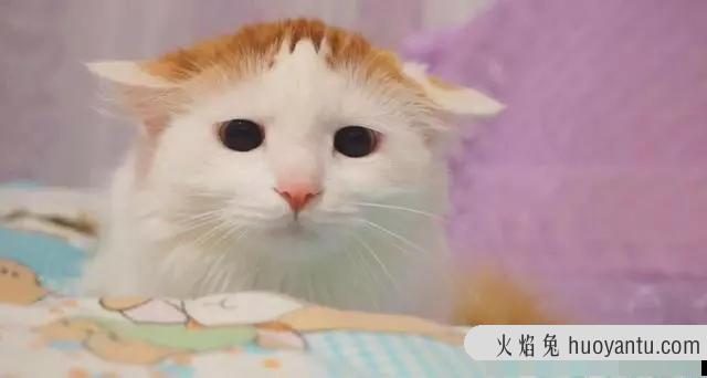 猫咪飞机耳(猫咪飞机耳是什么意思)