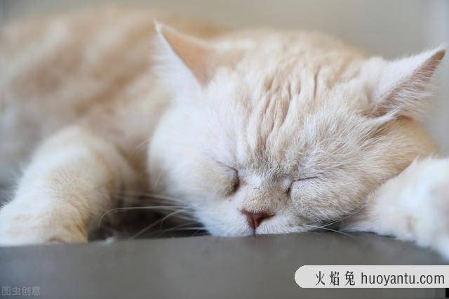 猫咪各阶段牙齿图片(猫咪各个阶段牙齿图)