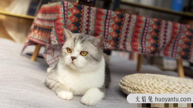 银点猫如何看品相(银点猫怎么看品相)