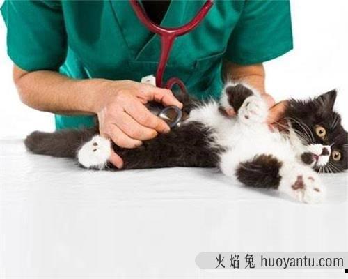 猫多大可以驱虫(猫多大可以驱虫和打针)