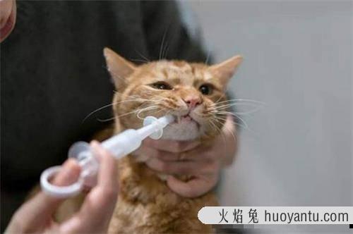 猫多大可以驱虫(猫多大可以驱虫和打针)