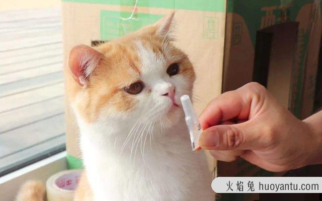 猫踩奶频繁肚子有虫(猫频繁踩奶是否有寄生虫)