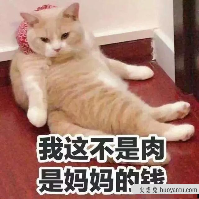 养猫成本高吗(养猫成本多少)