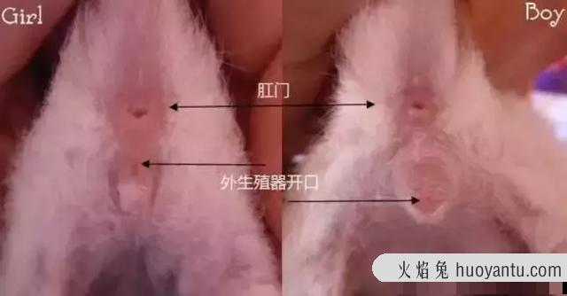 小猫怎么看公母(刚出生的小猫怎么看公母)