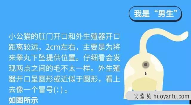 小猫怎么看公母(刚出生的小猫怎么看公母)