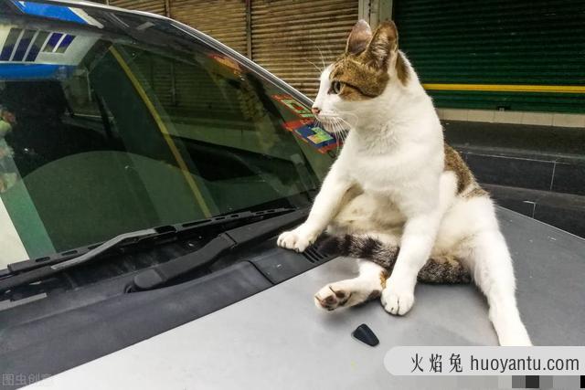 驱猫最有效的方法(驱猫最有效的方法室外)