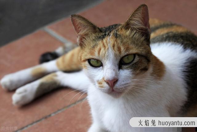 驱猫最有效的方法(驱猫最有效的方法室外)