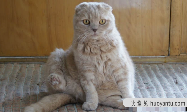 为什么养折耳猫很残忍(折耳猫真的不好养吗)