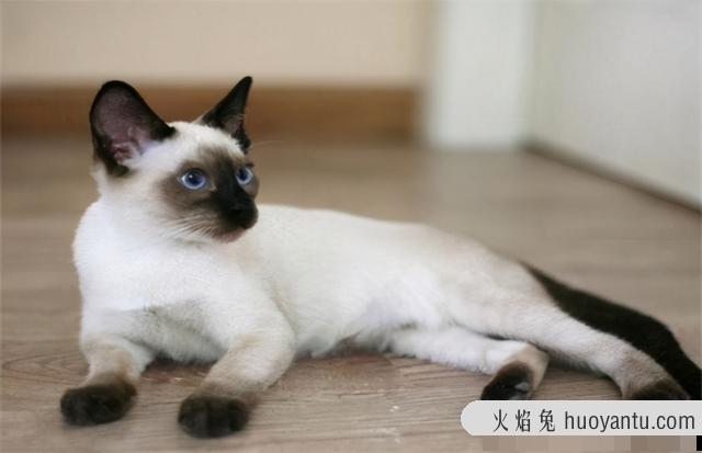 新手养猫最好养哪种猫(新手养猫入门必备攻略)