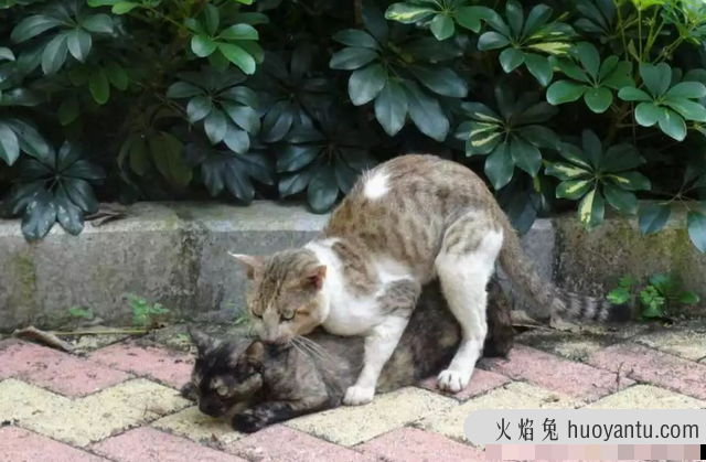 猫咪交配为什么惨叫(猫交配时为什么叫声凄惨)