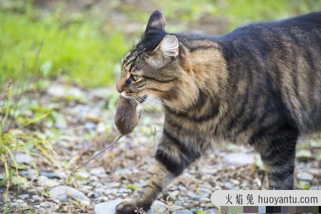 土猫多少钱一只(土猫多少钱一只幼崽)