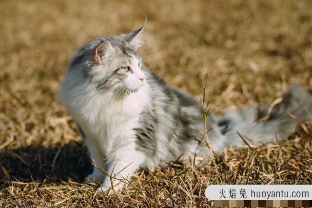 猫发情了怎么办(猫发情了咋整)