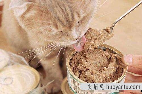 猫罐头怎么喂(猫罐头怎么喂食)