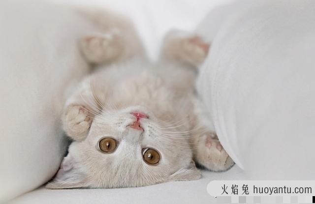 保护猫咪(保护猫咪肠胃的药)