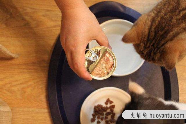 猫罐头怎么喂(猫罐头怎么喂食)