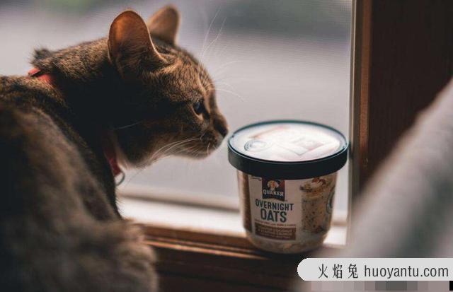 猫罐头怎么喂(猫罐头怎么喂食)