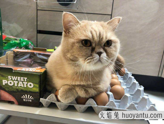 猫可以吃蛋白吗(宠物猫可以吃蛋白吗)