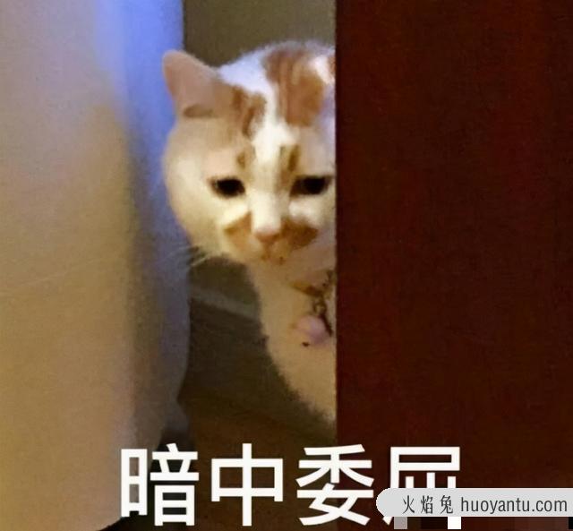 猫咪睡觉打呼噜说明什么(猫咪睡觉打呼噜正常现象吗)