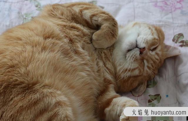 猫咪睡觉打呼噜说明什么(猫咪睡觉打呼噜正常现象吗)