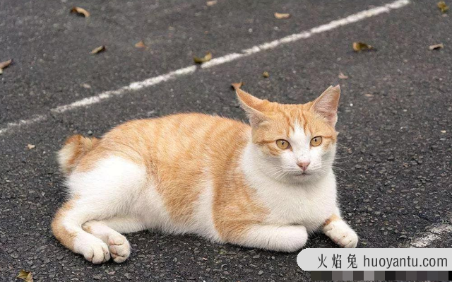 猫知道自己被扔了吗(猫会知道自己被丢弃了吗)