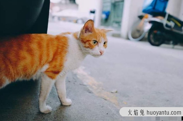 猫知道自己被扔了吗(猫会知道自己被丢弃了吗)