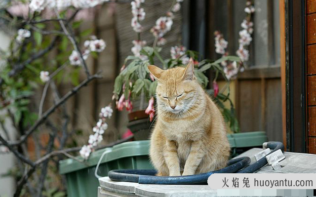 猫知道自己被扔了吗(猫会知道自己被丢弃了吗)