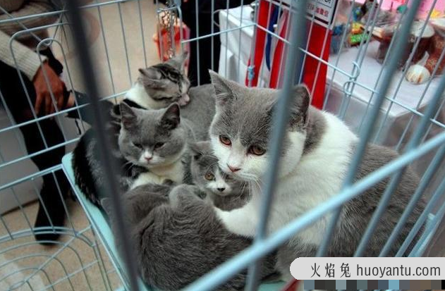 猫知道自己被扔了吗(猫会知道自己被丢弃了吗)