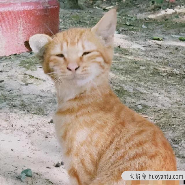 世界上最丑的猫长什么样(世界上最丑的猫图片)