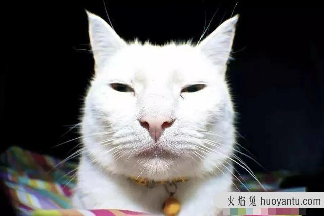 世界上最丑的猫长什么样(世界上最丑的猫图片)