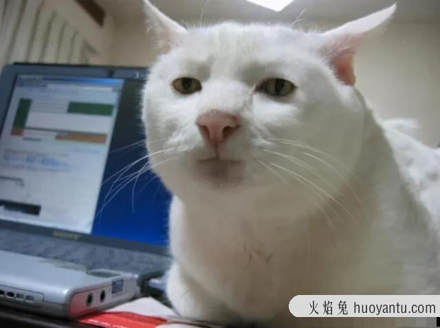 世界上最丑的猫长什么样(世界上最丑的猫图片)