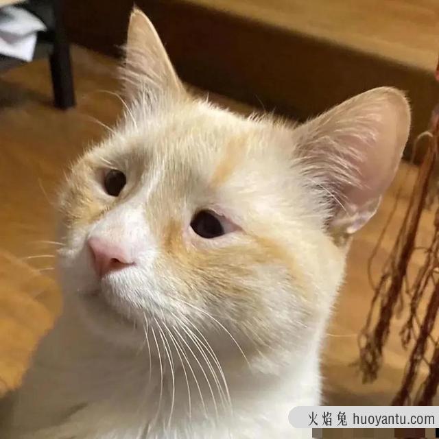 世界上最丑的猫长什么样(世界上最丑的猫图片)