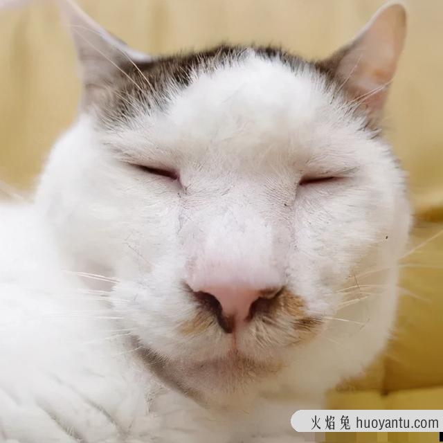 世界上最丑的猫长什么样(世界上最丑的猫图片)